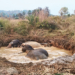 Elephants Rescued
