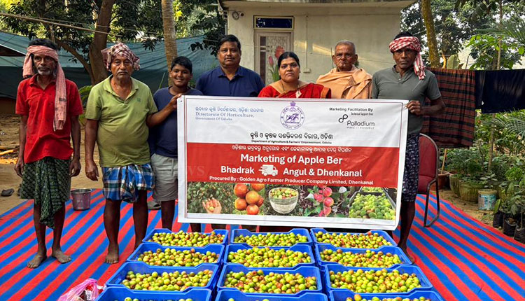 Market-Led Intervention  Strengthens Apple Ber Value Chain, Empowers Farmers
