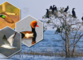Migratory Birds