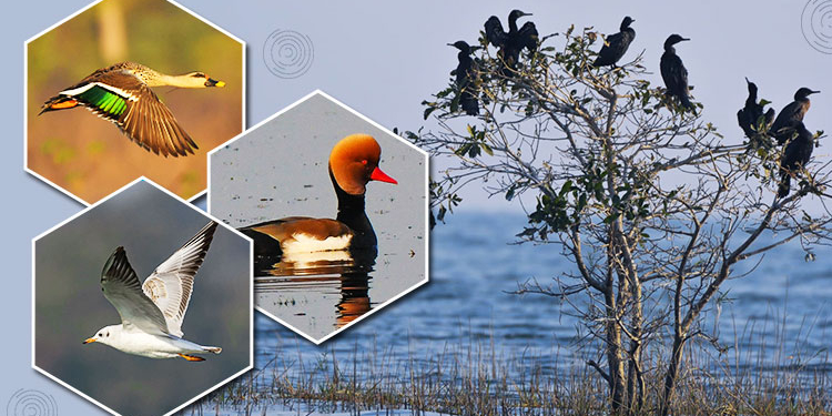 Migratory Birds