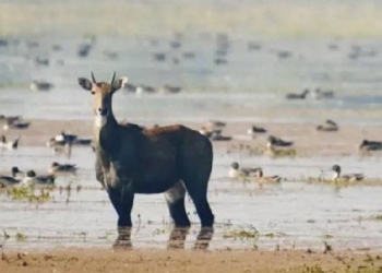 Chhari-Dhand Wetland
