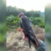 Amur Falcons