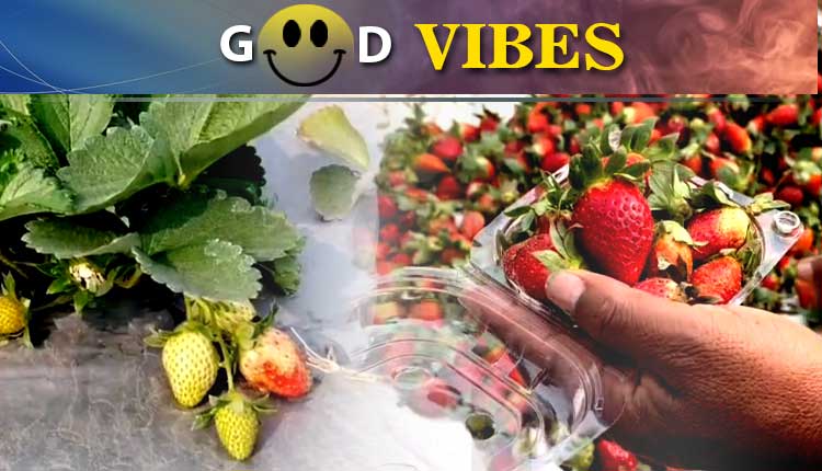 Strawberry Surprise In Banki: Cuttack Farmers Reap Success With First-Ever Harvest