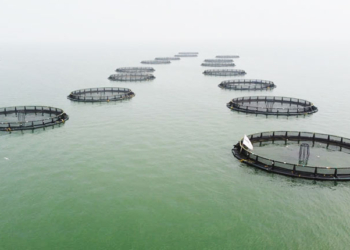 Hirakud Reservoir - Fish Production