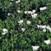 Poppy Cultivation