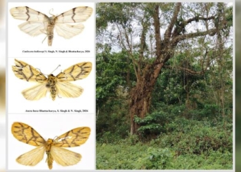 Moth Species