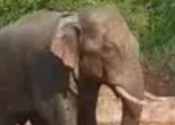 Elephant Kills