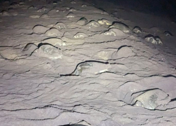 Olive Ridley turtles