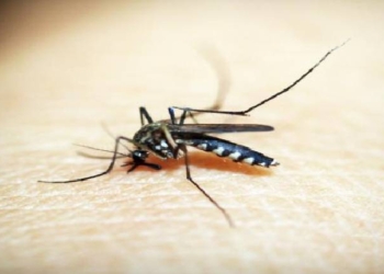Malaria