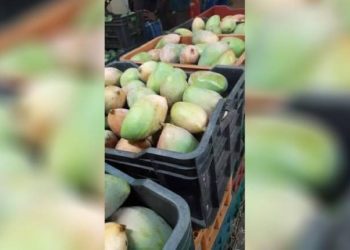 Mango Exports