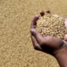 wheat