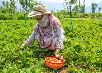 Srinagar: A woman picks strawberries at a farm in Gassu on the outskirts of Srinagar on Wednesday, May 06, 2026. (Photo: IANS)