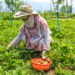 Srinagar: A woman picks strawberries at a farm in Gassu on the outskirts of Srinagar on Wednesday, May 06, 2026. (Photo: IANS)