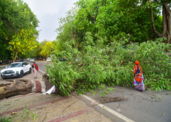 Prayagraj: An uprooted tree lies on a road after strong winds in Prayagraj on Wednesday, May 13, 2026. (Photo: IANS)