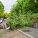 Prayagraj: An uprooted tree lies on a road after strong winds in Prayagraj on Wednesday, May 13, 2026. (Photo: IANS)