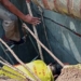 Septic Tank Mishap In Kalahandi