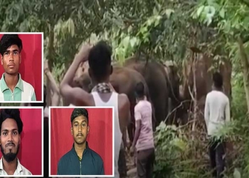 Teasing And Assaulting Elephants