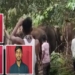 Teasing And Assaulting Elephants