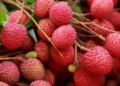 Litchi