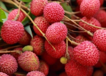 Litchi