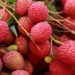 Litchi