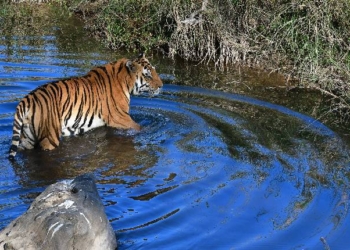 Tiger Breeding