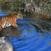 Tiger Breeding
