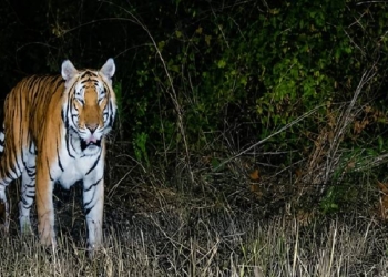 Royal Bengal Tiger