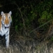 Royal Bengal Tiger