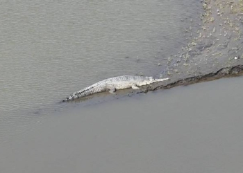 Gharial