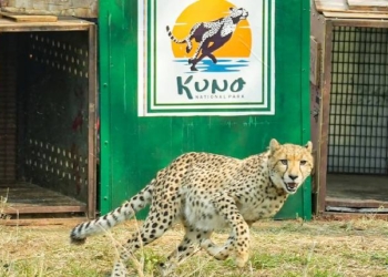 Botswana Cheetahs