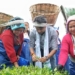 Tea Workers