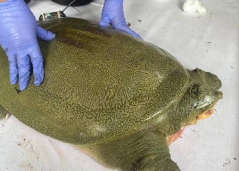 Turtle