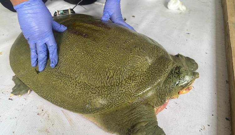 Turtle