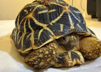 Wildlife Species