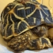 Wildlife Species