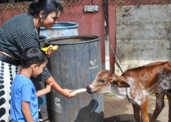 Cow