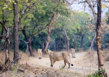Gir Lion Cubs