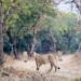 Gir Lion Cubs