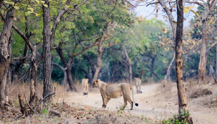 Gir Lion Cubs
