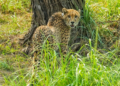 Cheetah