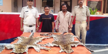 Leopard Skins