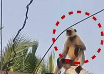 Monkey Electrocuted