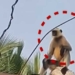 Monkey Electrocuted