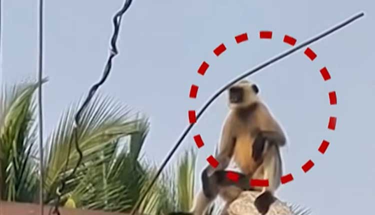 Monkey Electrocuted