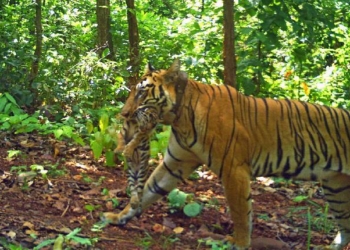 Tigress Zeenat