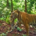 Tigress Zeenat