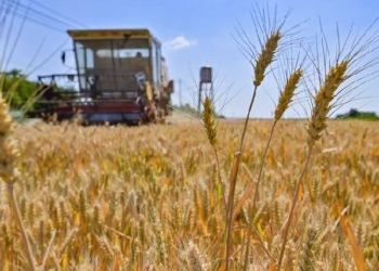 Wheat Production