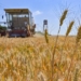 Wheat Production