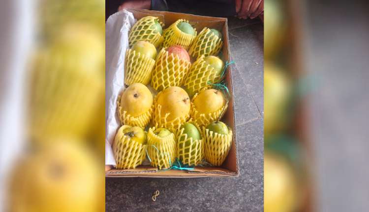 Indian Mangoes